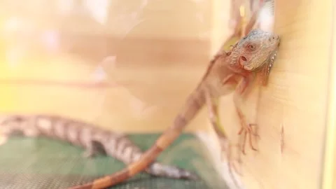 Iguana Stock Footage 265934849