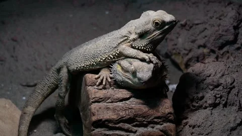Iguana Stock Footage 282541984