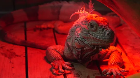 Iguana Vídeos de archivo 331885698