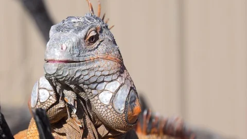 Iguana forked tongue lashes for bugs super slow motion Stock Footage 86206690