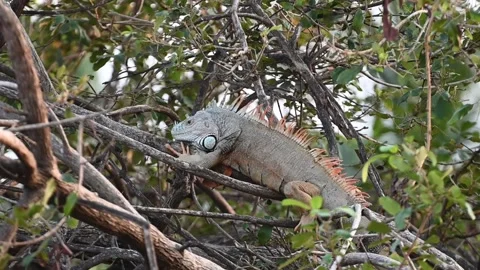 Iguana getting ready to sleep in a tree Видео 266963525