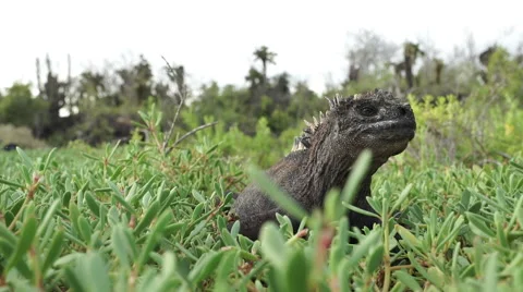 Iguana in grass close up Stock Footage 58354296