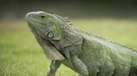 Iguana on grass Stock Footage 61085135