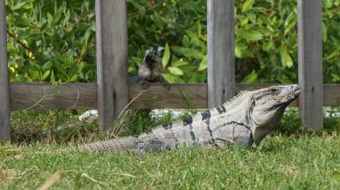 Iguana on grass, gray-scaled lizard, beautiful reptile in front of wooden fence Foto stock