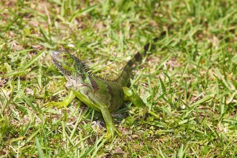 Iguana in the Grass Stock Photos