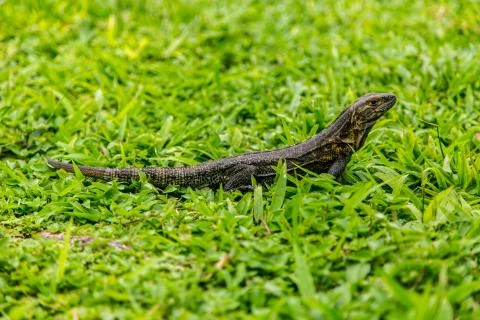 Iguana on grass Foto stock
