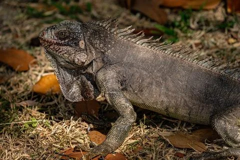 Iguana on the grass. Stock Photos