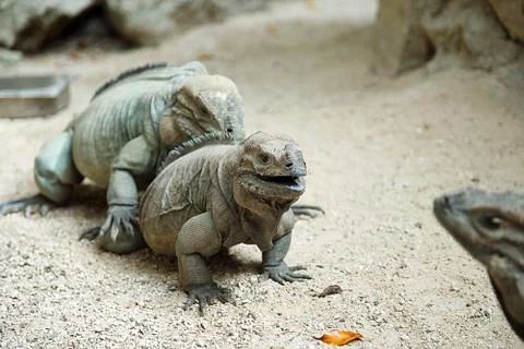 Iguana, gray iguana Stock Photos