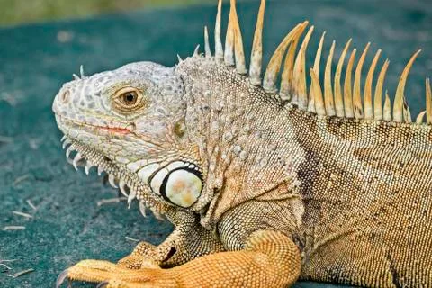 Iguana On Green Background Stock Photos