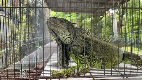 Iguana is green Stock Photos