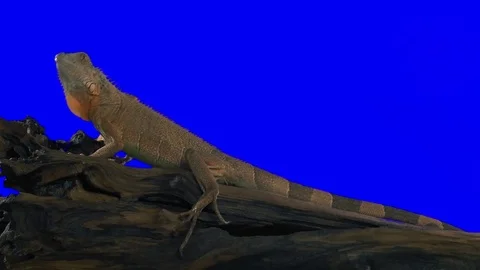 Iguana Green Screen Effect Vidéo 84512499
