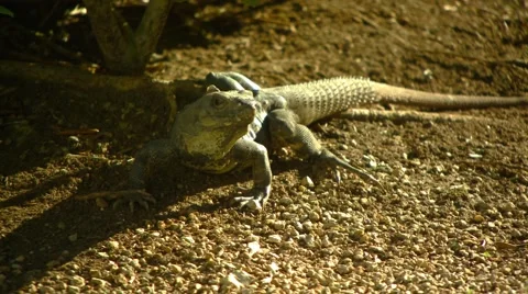 Iguana on ground Stock Footage 61084958