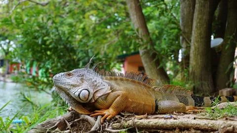 Iguana on the ground posing Stock Photos