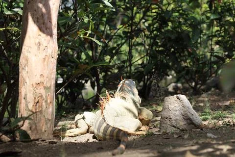 Iguana on the ground in the shade of a tree Stock Photos