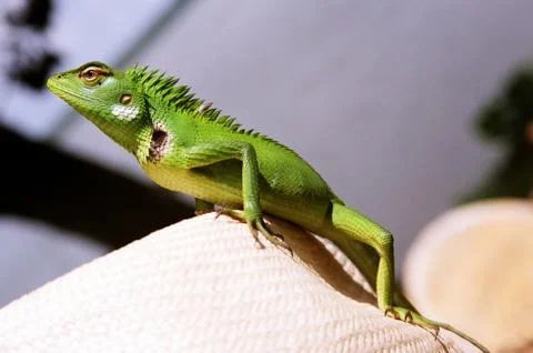 Iguana on a hat Stock Photos