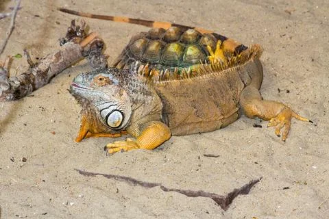 Iguana having a break Foto stock