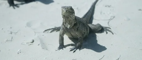 Iguana having sunbath on the seashore Stock-Footage 102202742