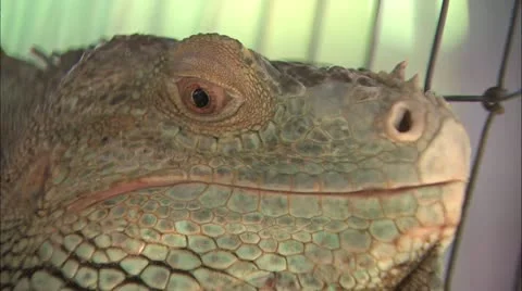 Iguana head close up Stock Footage 11078790