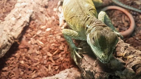 Iguana head Stock Footage 120285126