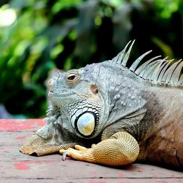 Iguana Head Stock Photos