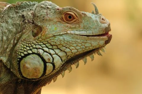 Iguana head. Stock Photos