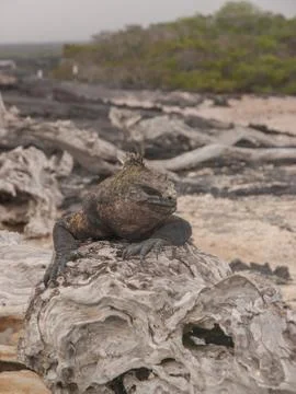 Iguana Head Stock Photos