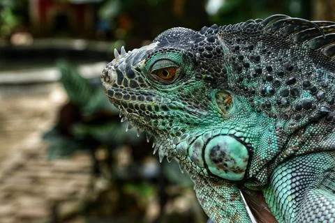 Iguana head Stockfoto's