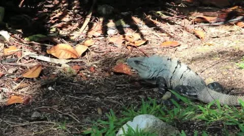 Iguana with Head Wobble Video stock 10890142