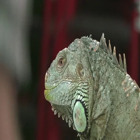 Iguana high detail on background Stock Footage