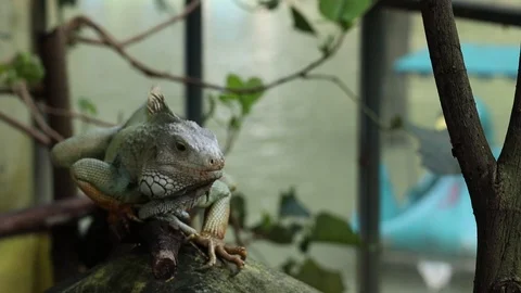 Iguana Hijau Vídeos de archivo 119249747