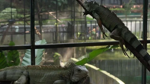 Iguana Hijau Vídeos de archivo 119249757