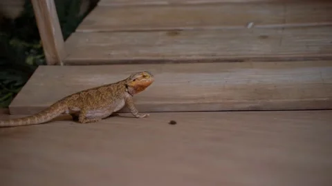 Iguana on the hunt eats red cockroaches. Beautiful iguana lives at home. Stock Footage 133397460