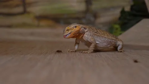 Iguana on the hunt eats red cockroaches. Beautiful iguana lives at home. Video stock 133397615