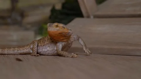 Iguana on the hunt eats red cockroaches. Beautiful iguana lives at home. Stock-Footage 133588628