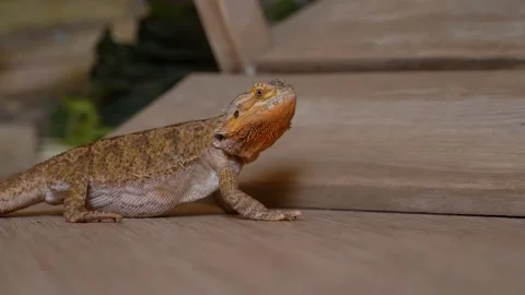 Iguana on the hunt eats red cockroaches. Beautiful iguana lives at home. Video stock 134307538