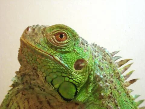 Iguana iguana head Stock Photos