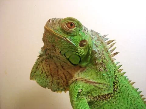 Iguana iguana head Foto stock
