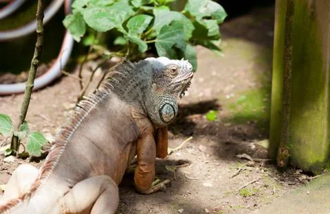 Iguana iguana Foto stock