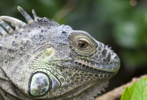 Iguana iguana Stock Photos