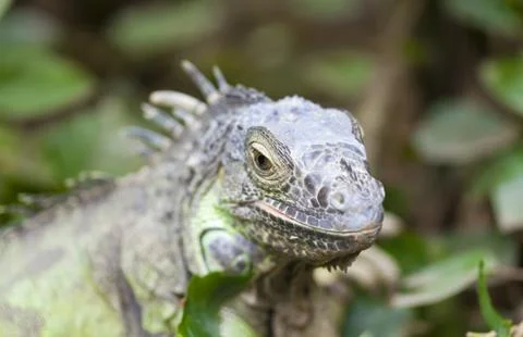 Iguana iguana Stock Photos