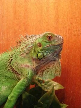 Iguana iguana Foto stock