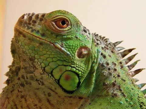 Iguana iguana 写真素材