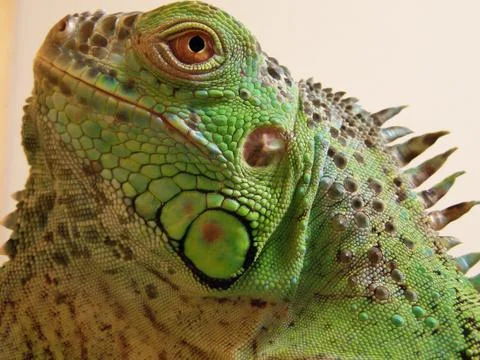 Iguana iguana Fotos Stock