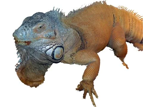 Iguana isolated on white background Photos