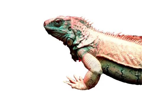 Iguana isolated on white background Stock Photos