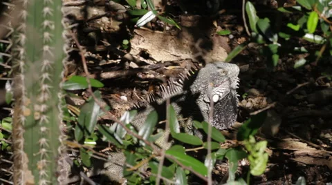 Iguana in Jungle Stock Footage 996903