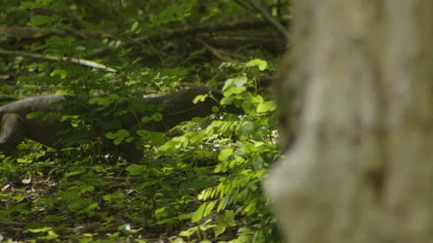 Iguana in the jungle Stock Footage 234217109