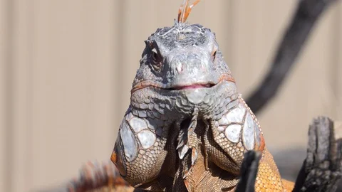 Iguana lashes tongue for bug as camera rotates slow motion Stock Footage 86206686