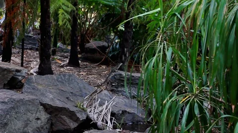 Iguana lay down on stone in lake Stock Footage 123629242