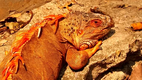 Iguana is laying down on ground , outdoor Chiangmai Thailand Stock Footage 236830865